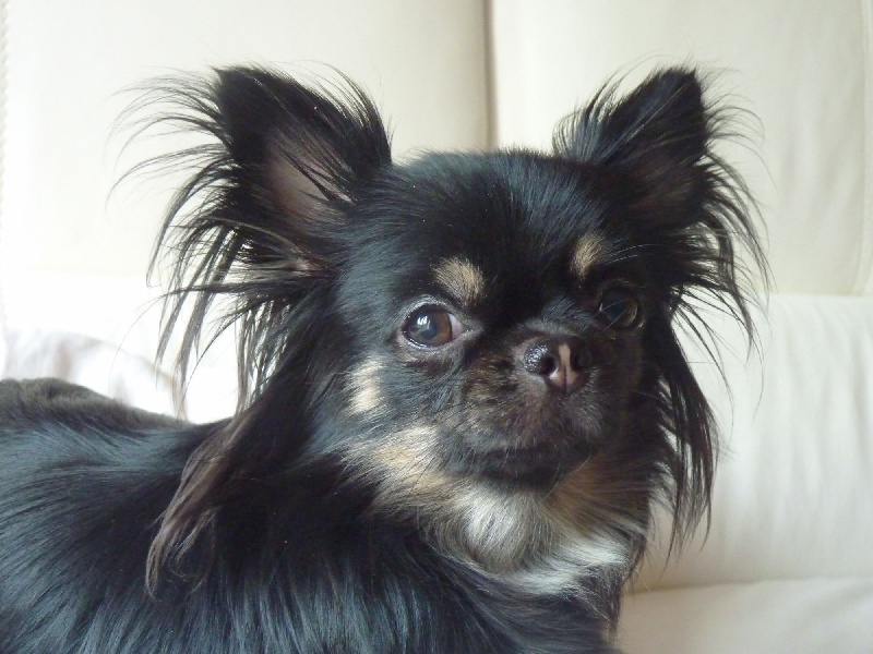 chihuahua de notre élevage